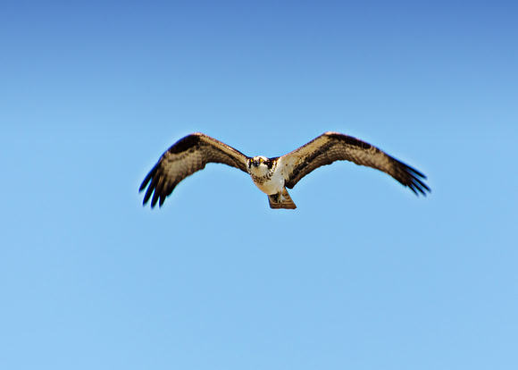 Juvenile Osprey