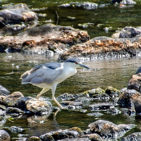 Black Crowned Night Heron