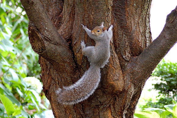 Up A Tree