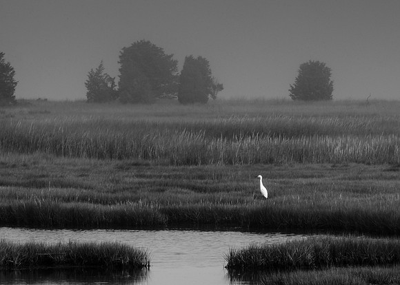 Snowy Egret Black and White