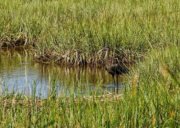 Glossy Ibis