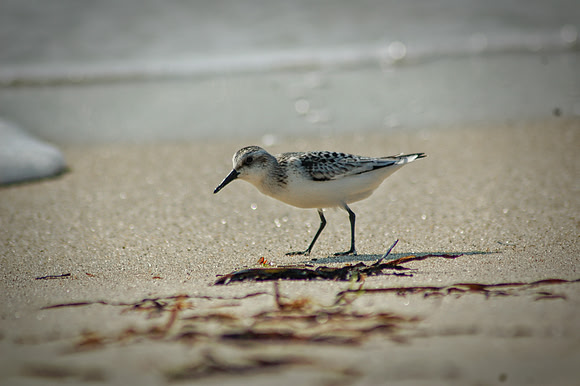 Sandpiper Picking a Peck