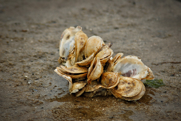 Wellfeet Oyster Cluster