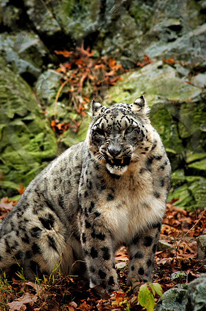 Snow Leopard