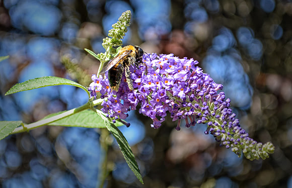 Pollen Patrol Three