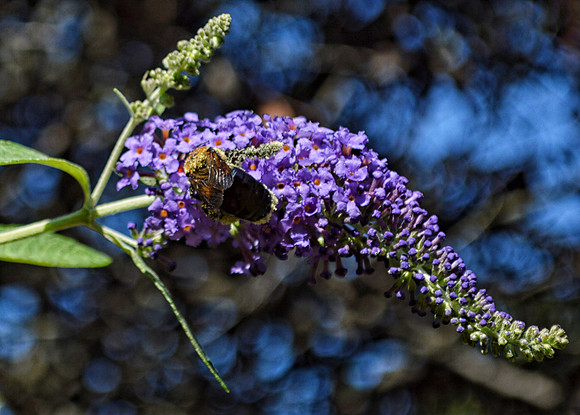 Pollen Patrol Too!