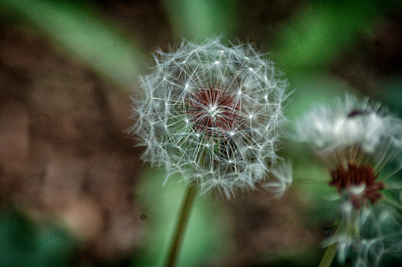 Dandelion Details