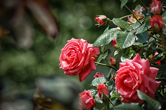 Rose Kennedy Greenway