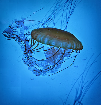 Sea Jelly