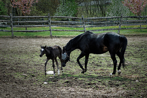 Mother and Her Foal