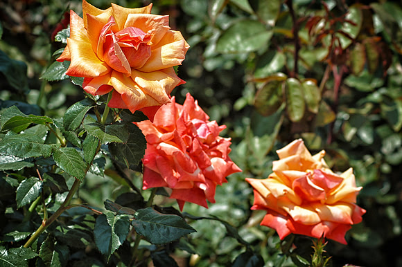 Kennedy's Roses