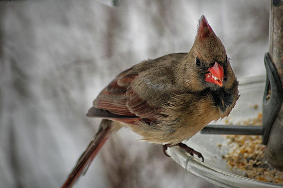 Northern Cardinal