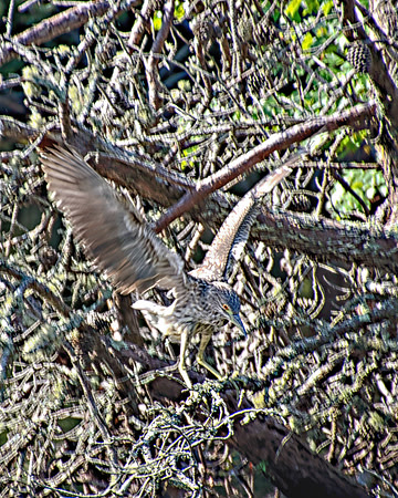 Black-Crowned Night Heron