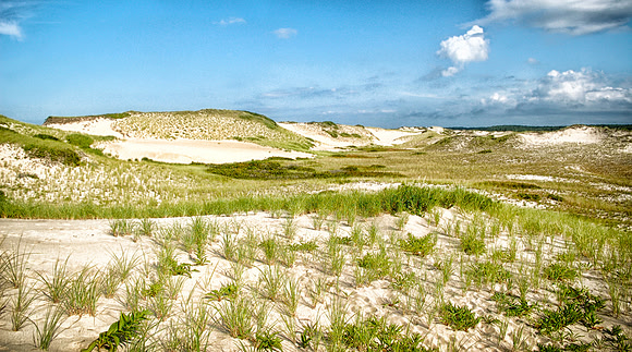 Beach Grass in the Dunes
