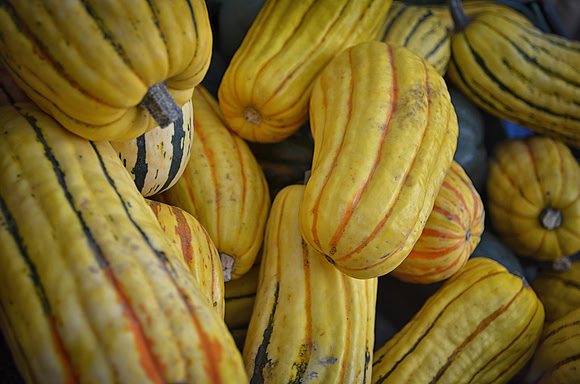 Late Fall Squash