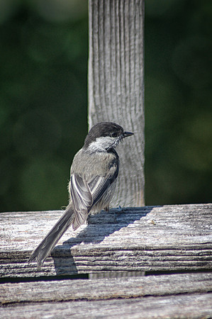 Black and white Black Capped