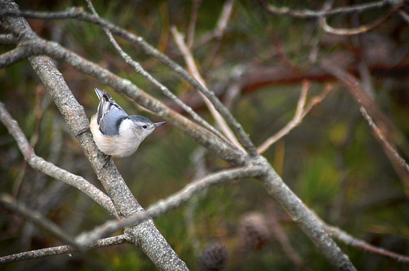 White Nuthatch
