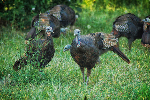 These Guys Are Thankful