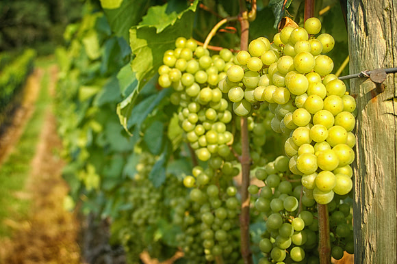 Grapes at The Vineyard