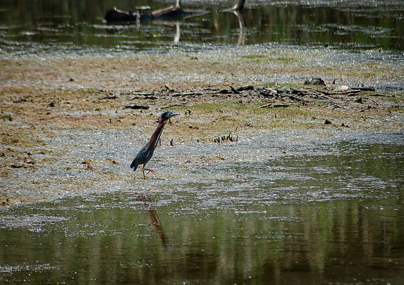 Green Heron