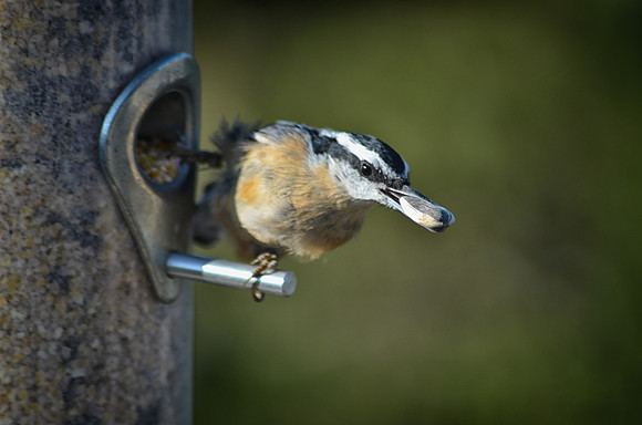 Red-Breasted Nuthatch