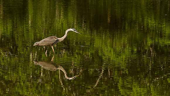 Great Blue Fishing