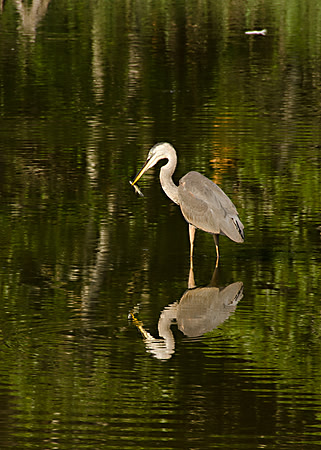 Great Blue Fishing