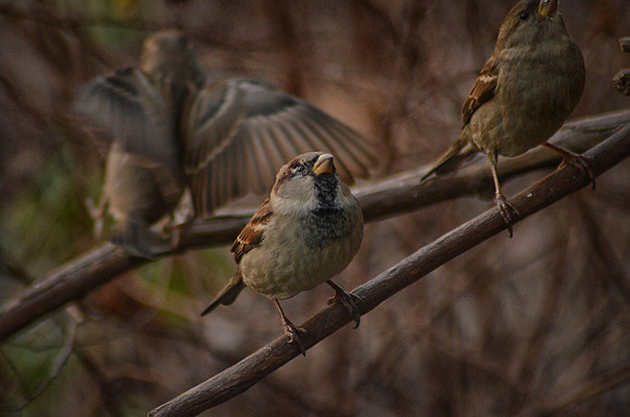 House Sparrows