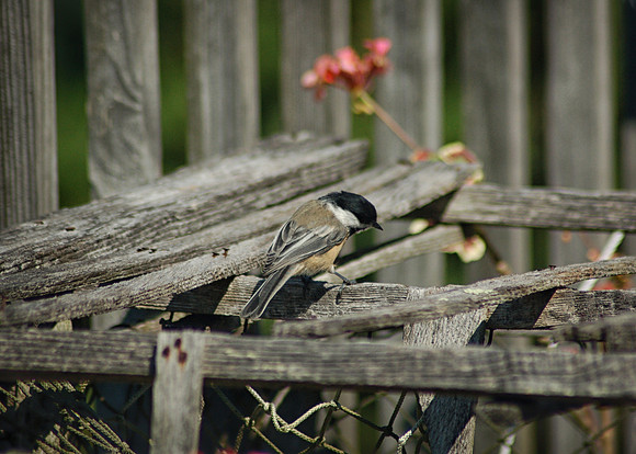 Black-capped Chicadee
