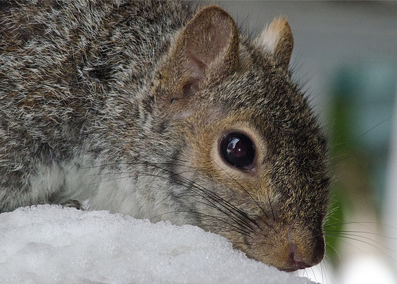 Squirrel in Snow