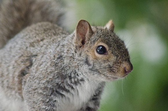 Squirrel on Alert