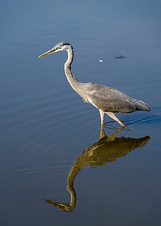Great Blue Reflections