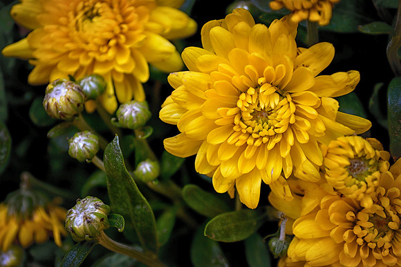 Yellow Flowers in Mom's Garden