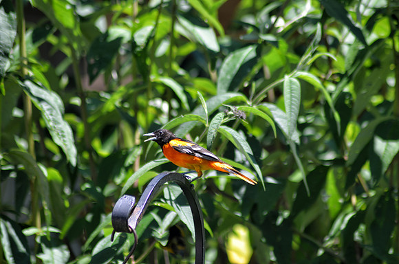 Baltimore Oriole