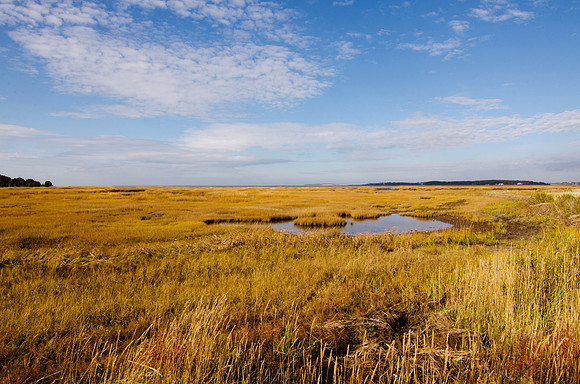 The Marsh, In Fall