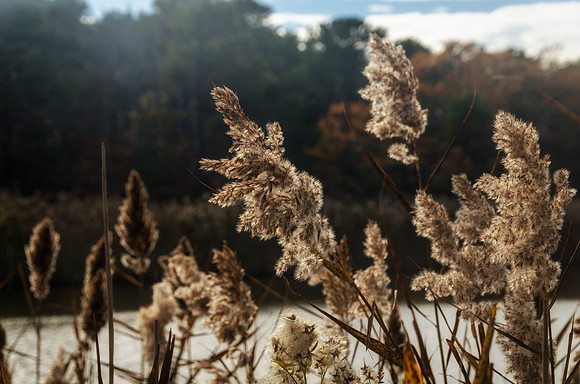 Color Of Phragmites At The Marsh