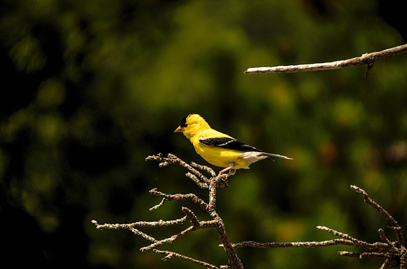 American Goldfinch