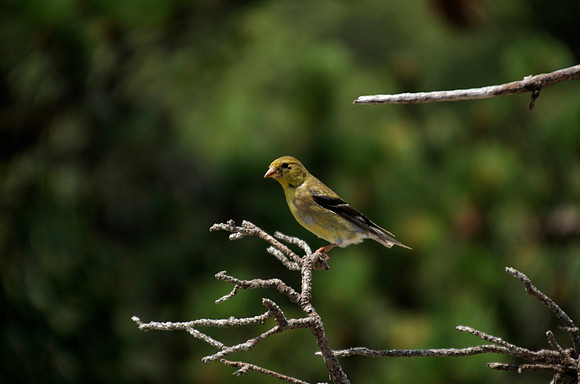 Female American Goldfinch