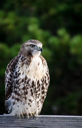 Juvenile Red-Tailed Hawk