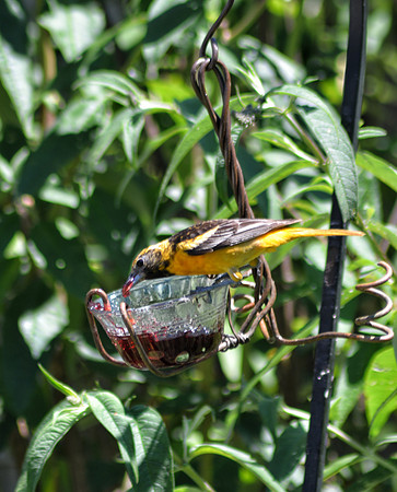 Baltimore Oriole