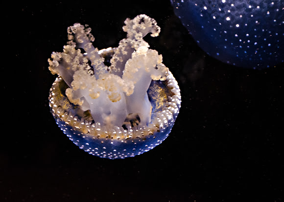 Australian Spotted Jelly