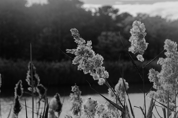 Black and White of Phragmites at The marsh
