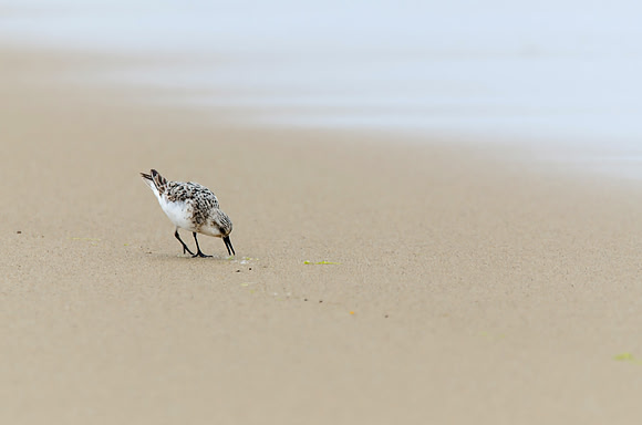 Semipalmated Sandpiper