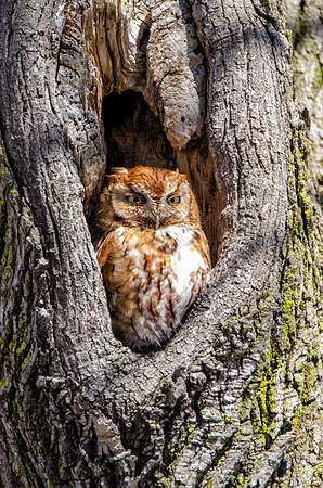 Screech Owl