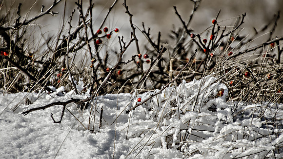 Winter Berries
