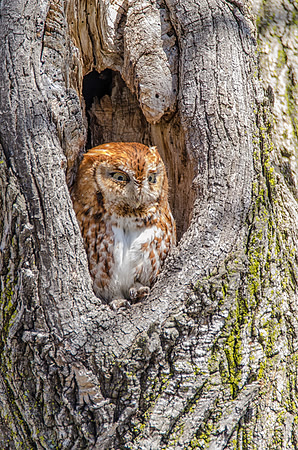 Screech Owl