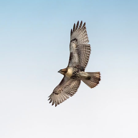 Red Tail Hawk