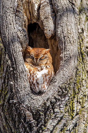 Screech Owl