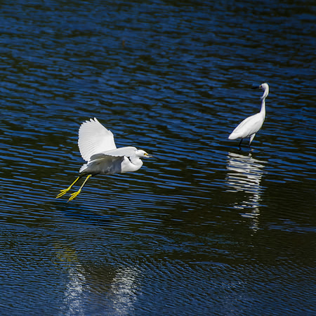 Snowy Egrets