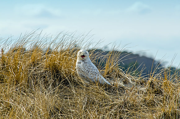 Male Snowy Owl